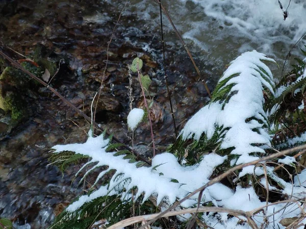 Natureza Inverno Coberta Por Neve — Fotografia de Stock