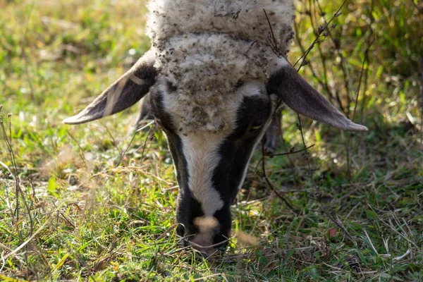 Campo Con Pecore Slovacchia Primavera — Foto Stock