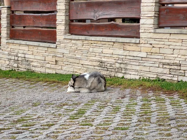 Hund Auf Der Straße — Stockfoto