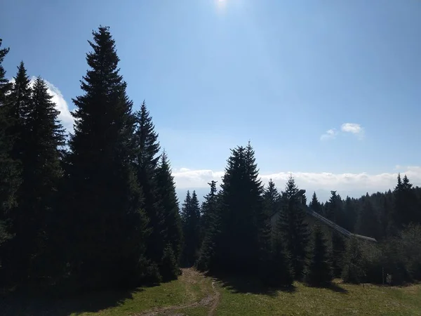 Magic Trees Forest Sunny Day Slovakia — Stock Photo, Image