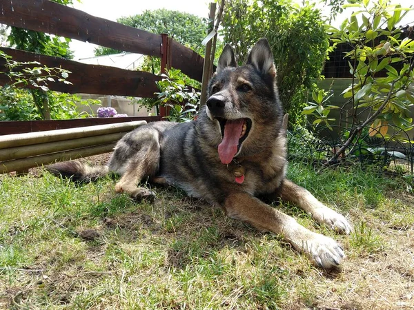 Cane Sfondo Erba Verde — Foto Stock