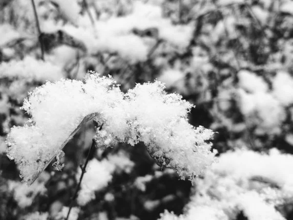 Natura Coperta Neve Durante Inverno Slovacchia — Foto Stock