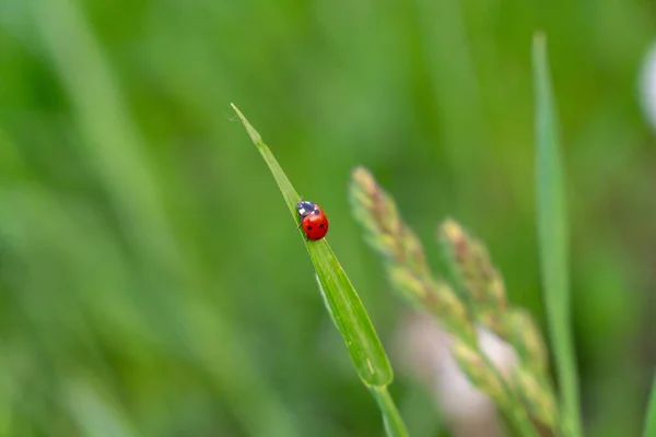 Ladybug Haste Planta Close Shot — Fotografia de Stock