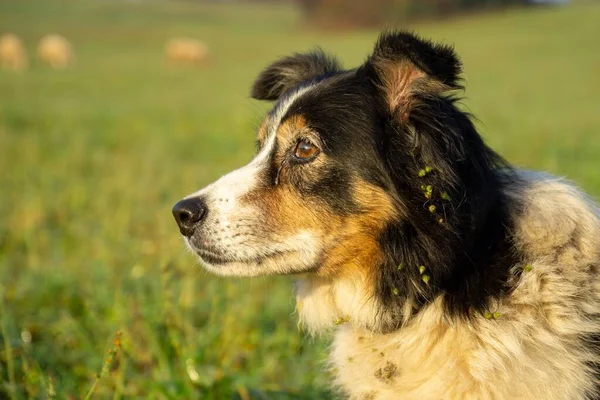 斯洛伐克草原上的小猎犬 — 图库照片