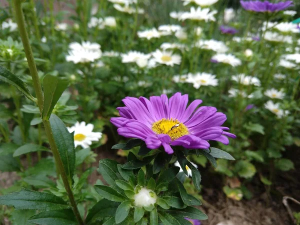 Όμορφα Λουλούδια Στον Κήπο Στο Παρασκήνιο Κοντά — Φωτογραφία Αρχείου