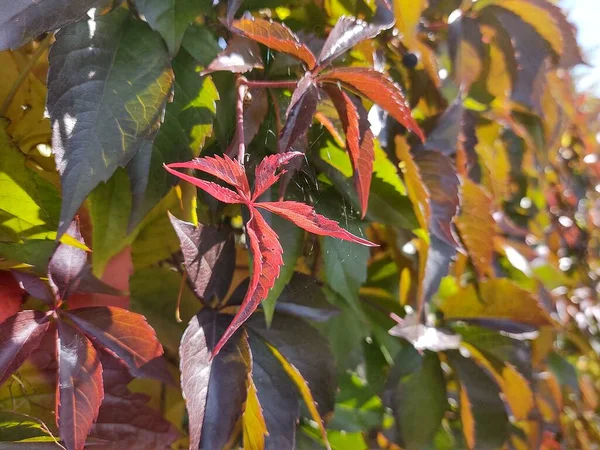 Primer Plano Otoño Hojas Sobre Fondo — Foto de Stock