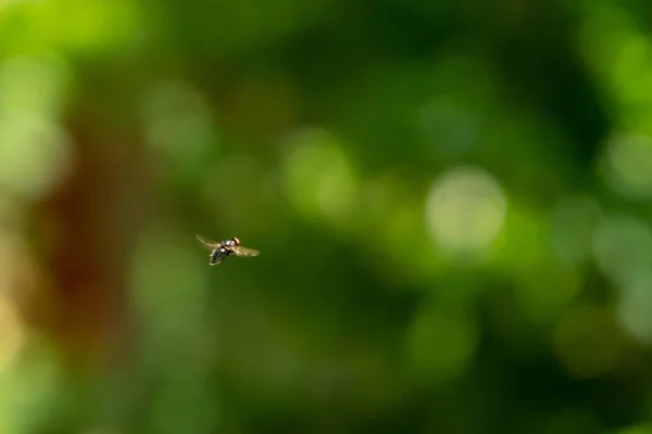 Včela Přírodním Pozadí Slovensku — Stock fotografie