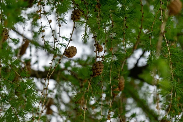 Dennenbomen Takken Met Naalden Kegels Natuurlijk Behang — Stockfoto