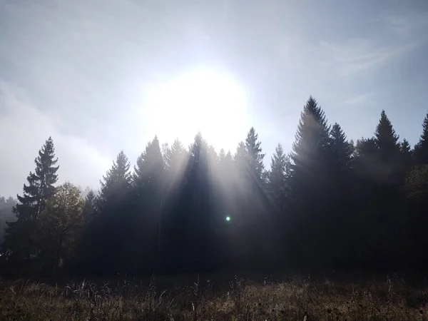 Herbstbäume Wald Slowakei — Stockfoto