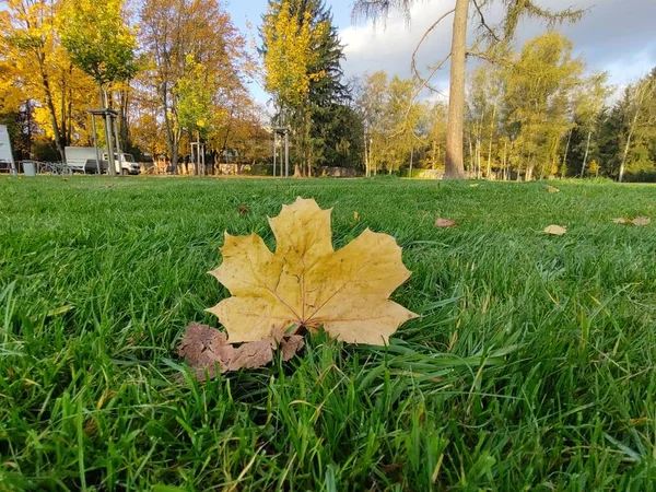 Nahaufnahme Von Herbstblättern Hintergrund — Stockfoto