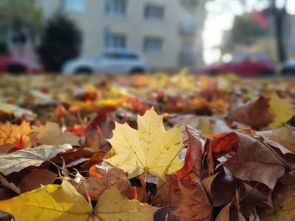 Close Van Herfst Bladeren Achtergrond — Stockfoto