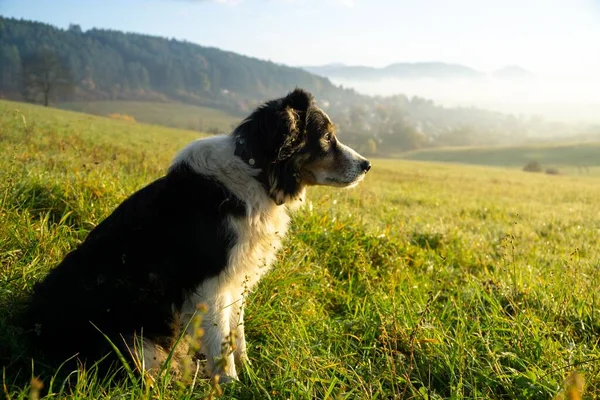 斯洛伐克草原上的小猎犬 — 图库照片