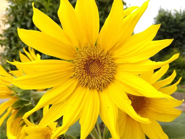 Κίτρινα Λουλούδια Στον Κήπο Στο Παρασκήνιο Κοντά — Φωτογραφία Αρχείου