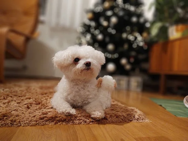 Porträt Eines Weißen Kleinen Hundes Der Nähe Des Weihnachtsbaums — Stockfoto