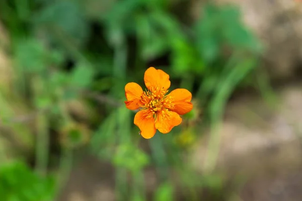 Belles Fleurs Dans Jardin Plan Rapproché — Photo