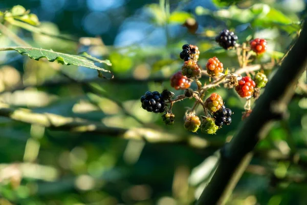 Frische Rote Beeren Schwarzer Johannisbeeren Auf Grünem Zweig — Stockfoto