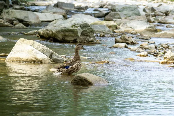 Eend Het Meer Lente Natuur Slowakije — Stockfoto