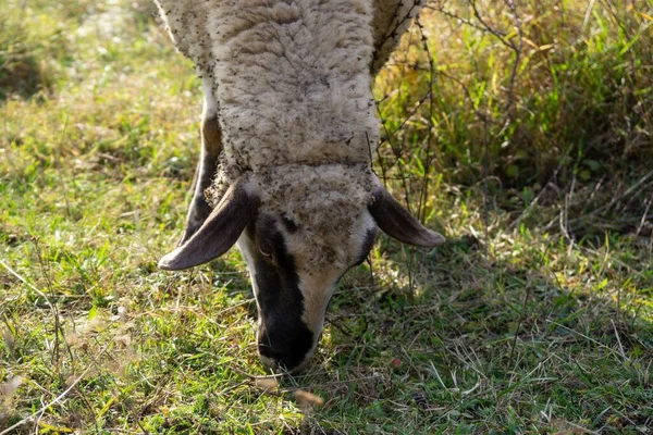 Field Sheep Slovakia Spring — Stock Photo, Image