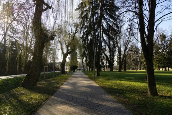 Зелений Весняний Парк Фоні — стокове фото