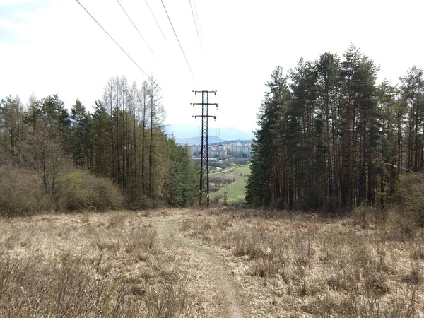 Trees Paths Forest Slovakia — Stock Photo, Image