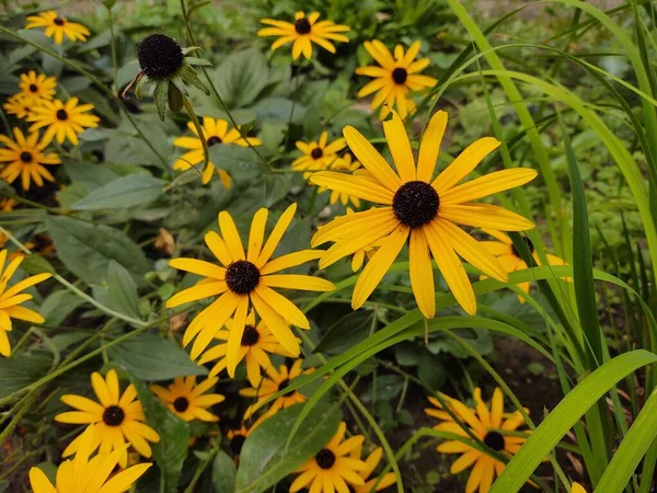 Schöne Blumen Auf Natürlichem Hintergrund — Stockfoto