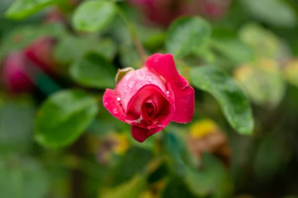 Krásná Růžová Růže Slovensku Pozadí Zblízka — Stock fotografie