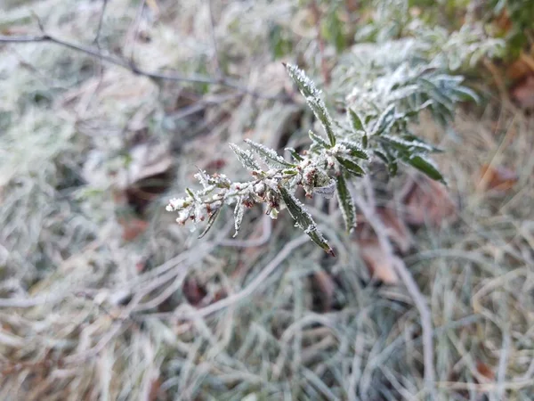 Winter Nature Covered Snow — Stock Photo, Image