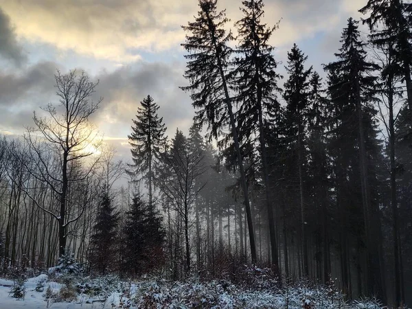 Derin Kış Boyunca Kar Altında Ağaçlar Slovakya — Stok fotoğraf