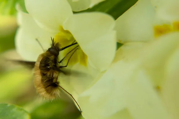 Abeille Sur Fleur Plan Rapproché — Photo