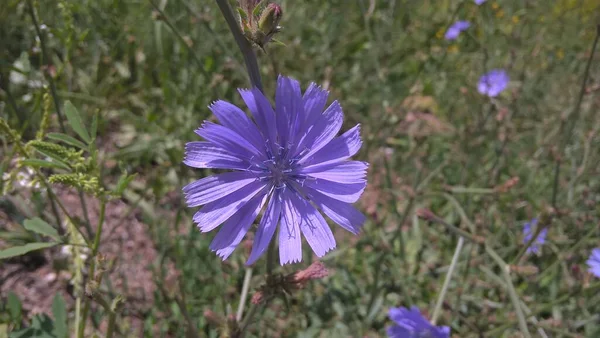 Tarlada Renk Çiçekleri Yakın Çekim — Stok fotoğraf