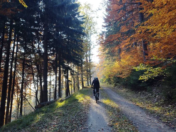 Trees Paths Forest Slovakia — Stock Photo, Image