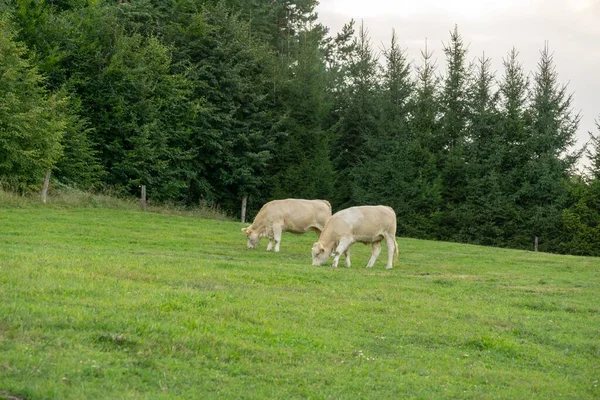 Çiftlikteki Inekler Çek Repibliç — Stok fotoğraf