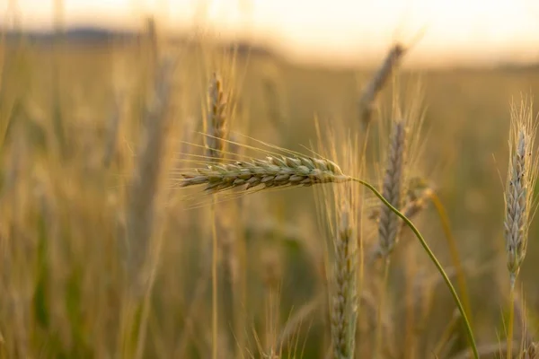 Krásný Výhled Pšeničné Pole Při Západu Slunce — Stock fotografie