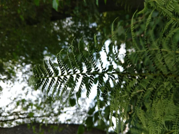 Árvores Verdes Dia Floresta Tiro Tempo — Fotografia de Stock