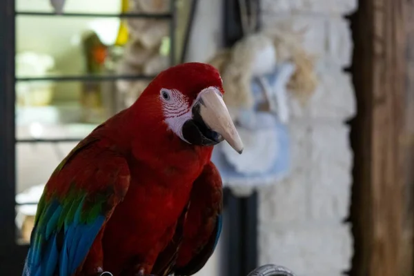Arka Planda Güzel Papağan Kuşu — Stok fotoğraf