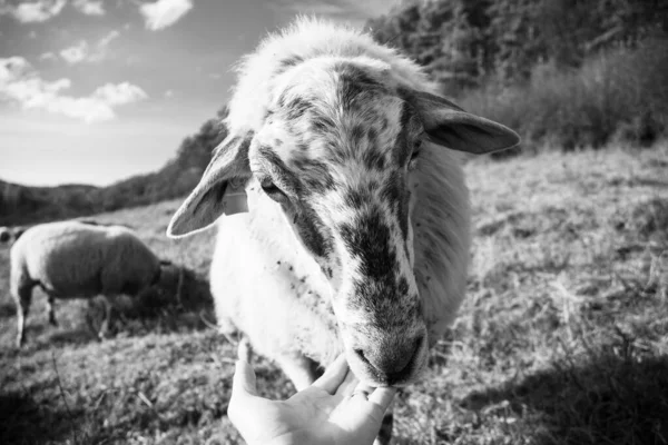 Sheep Grazing Green Meadow — Stock Photo, Image