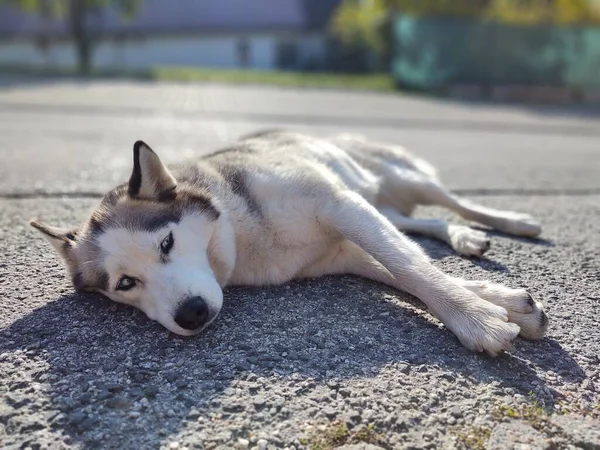 Schattig Hond Straat Straat Dag Tijd — Stockfoto