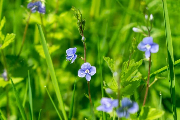 Belles Fleurs Plan Rapproché — Photo