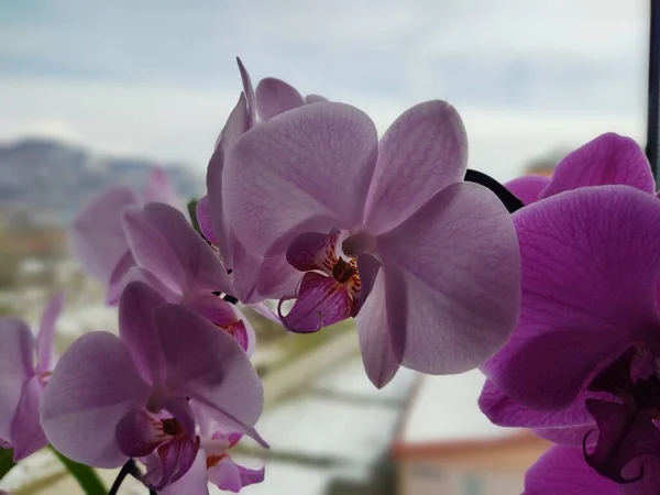 Schöne Rosa Orchideen Fenster — Stockfoto