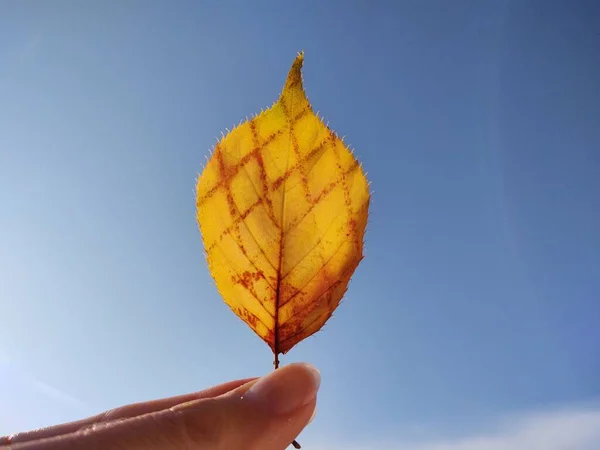 배경에 나뭇잎을 — 스톡 사진