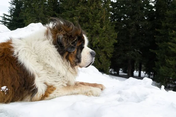 Dog Enjoying Snow Winter Slovakia — Stock Photo, Image