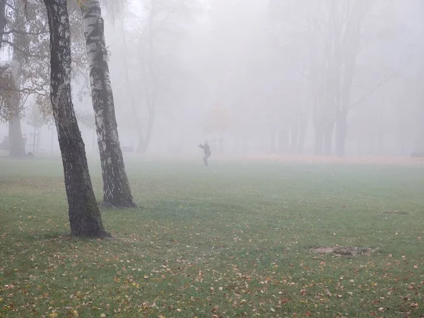 Туманний Ранок Парку Деревами — стокове фото