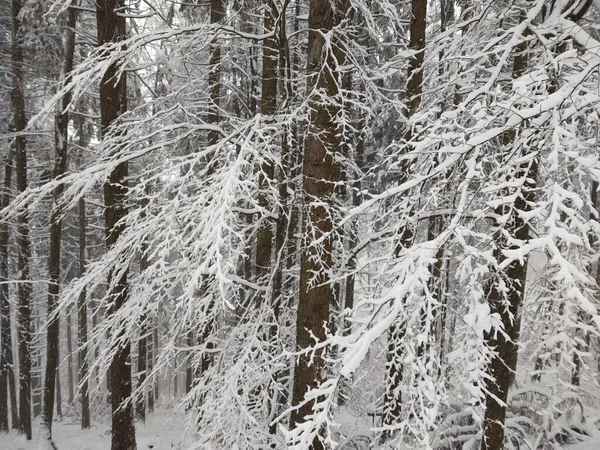 深い冬の雪の中の木 スロバキア — ストック写真