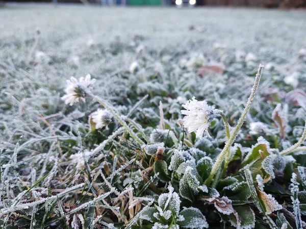 Winter Nature Covered Snow — Stock Photo, Image