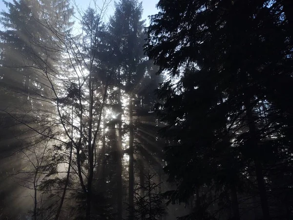 Bäume Wald Sonnigen Tagen Slowakei — Stockfoto