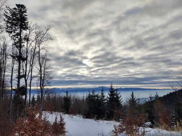 Árvores Neve Durante Inverno Profundo Eslováquia — Fotografia de Stock