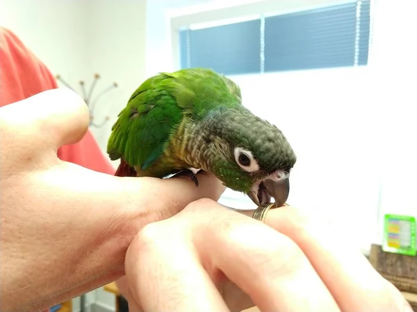 Schöner Papagei Der Auf Der Hand Sitzt — Stockfoto
