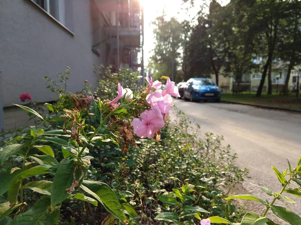 Różowe Kwiaty Ogrodzie Tle Zbliżenie — Zdjęcie stockowe