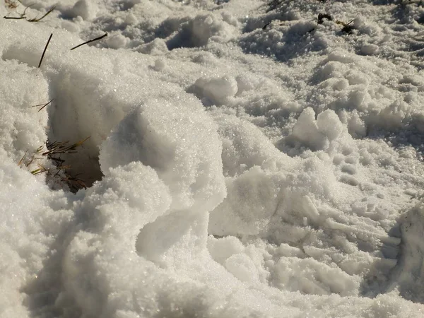 Зимняя Природа Покрытая Снегом — стоковое фото