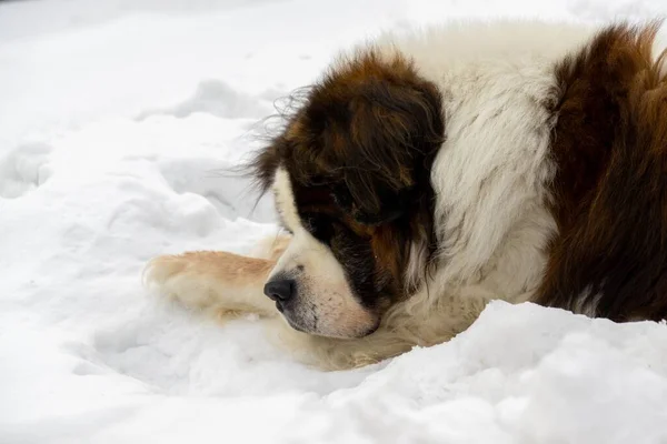 Зимой Собака Наслаждается Снегом Словакия — стоковое фото